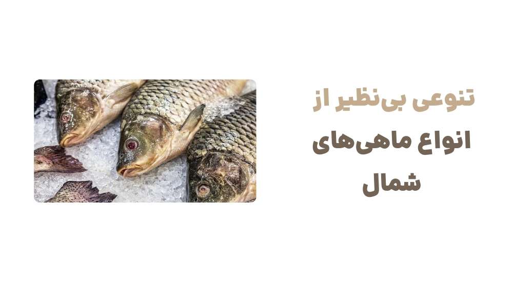 تنوعی-بی_نظیر-از-انواع-ماهی_های-شمال
