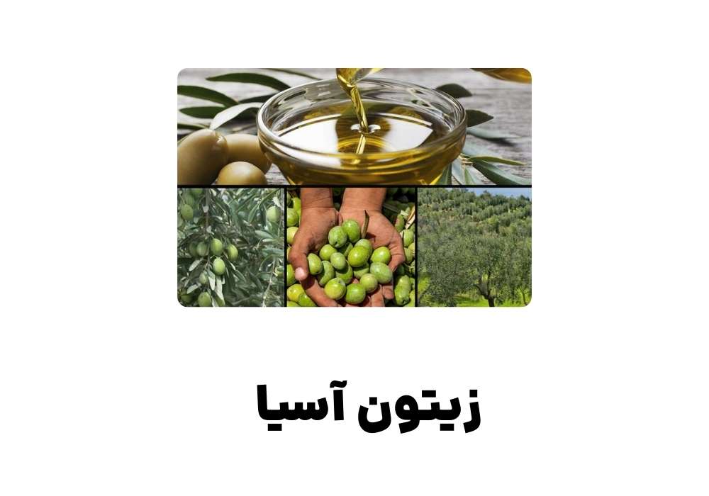 زیتون آسیا