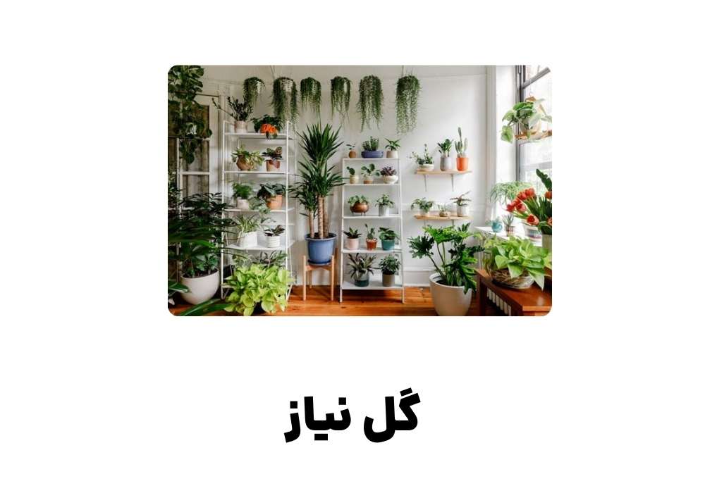 گل نیاز