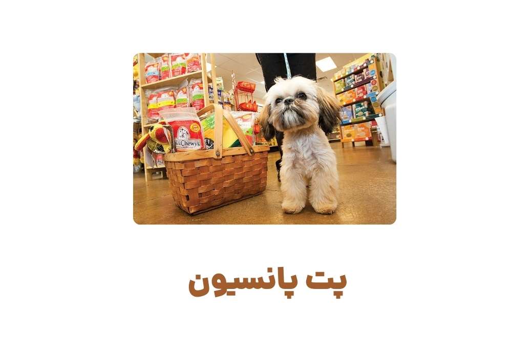 پت پانسیون
